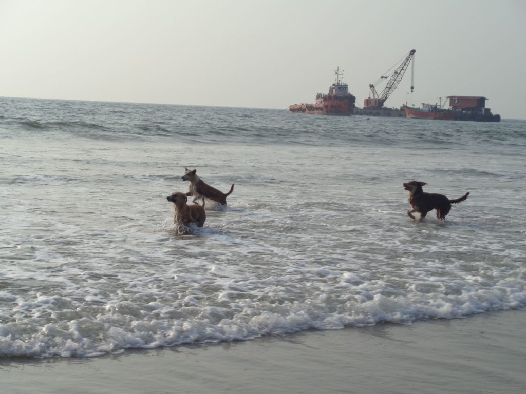 dogs playing with water at tannirbhavi beach