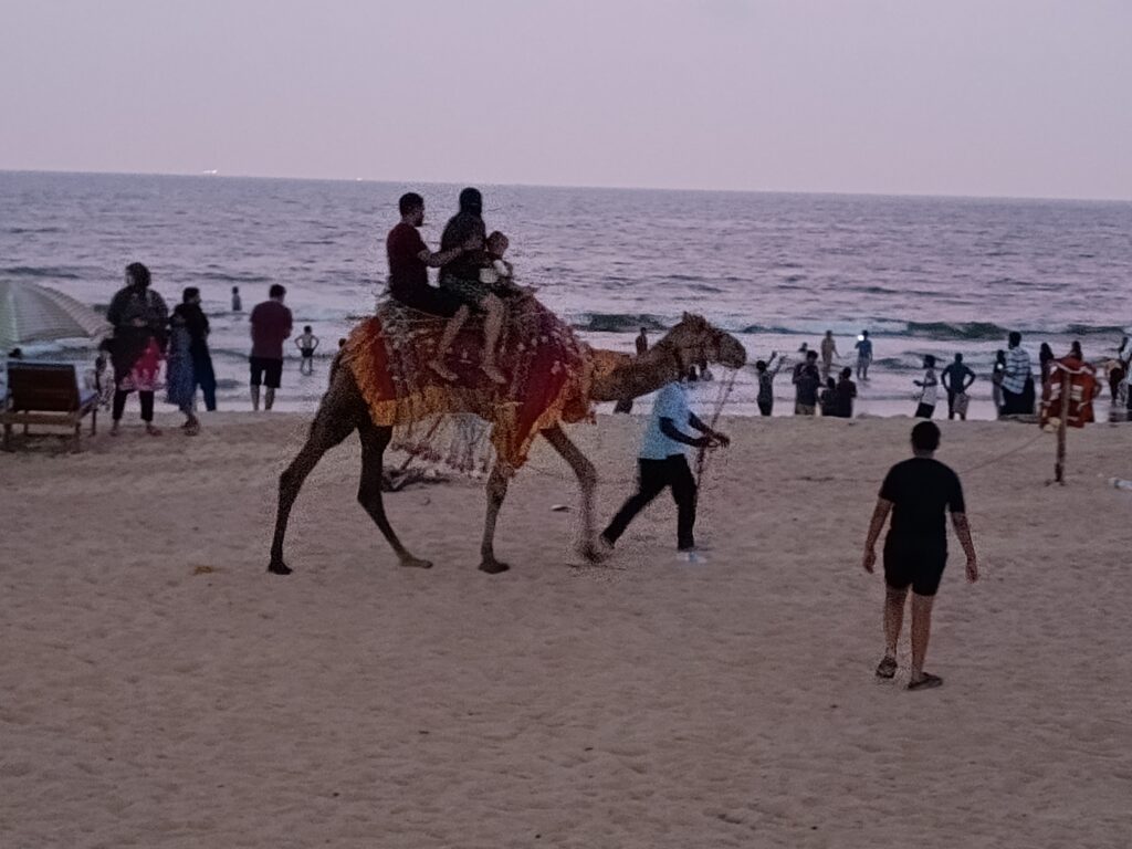 camel riding in panambur beach mangalore