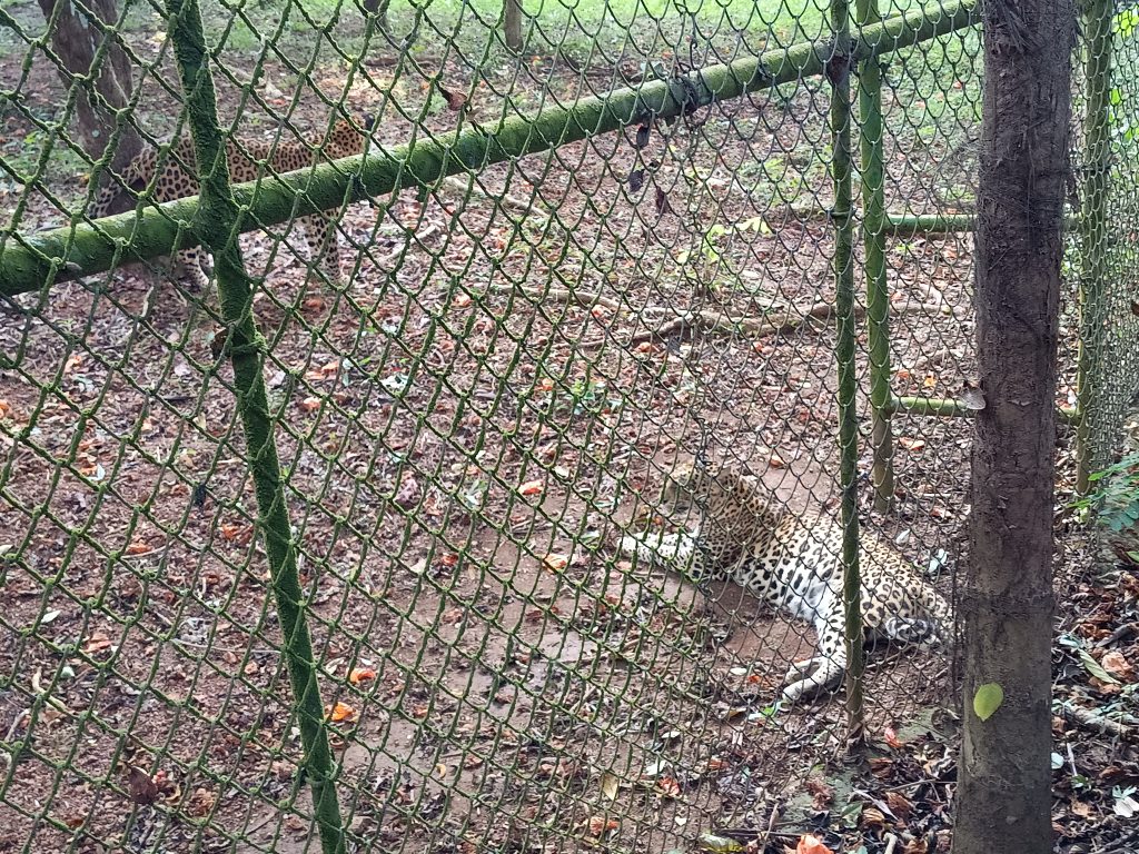 leopard resting inside the caged compund