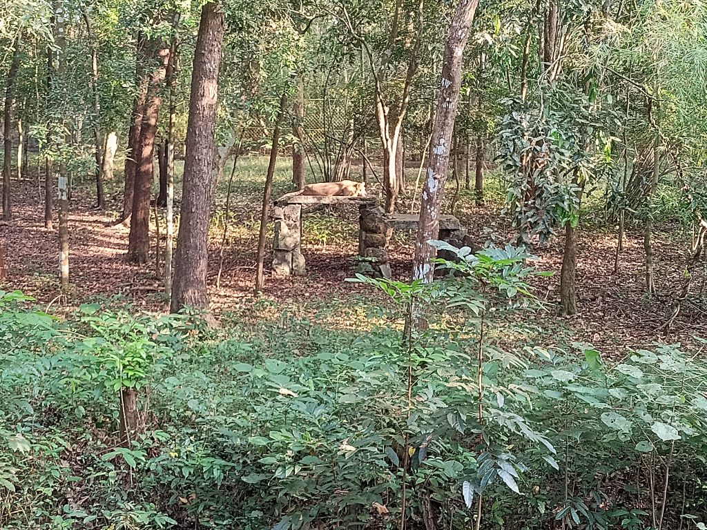 Lioness resting on top of concrete slab at Pilikula Zoo