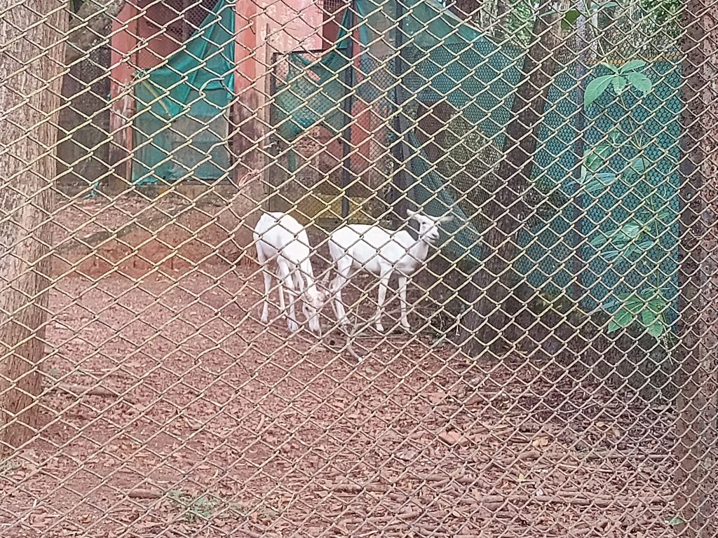 White Buck at Pilikula Biological Park