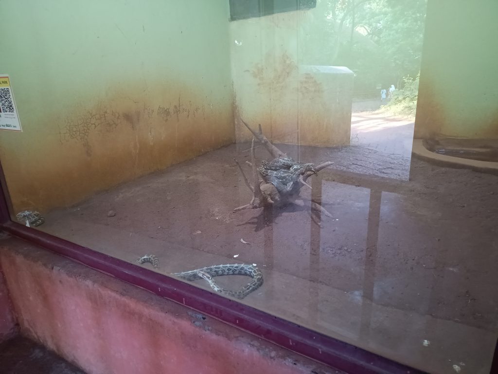 Python snake at Pilikula Zoo