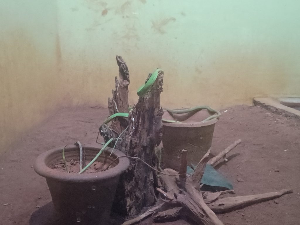 Snake at Pilikula Zoo