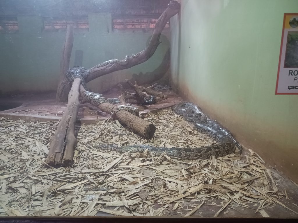 Indian Rock Python at Pilikula Zoo Mangalore