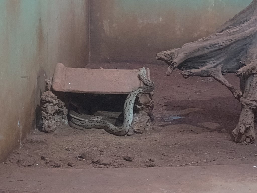 Russels Viper inside glass caged compound Pilikula Biological Park