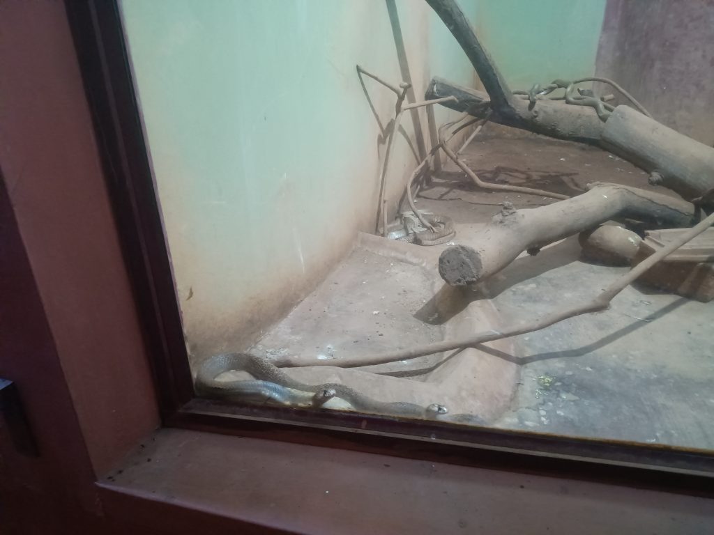 Indian Spectacled Cobra at Pilikula Zoo