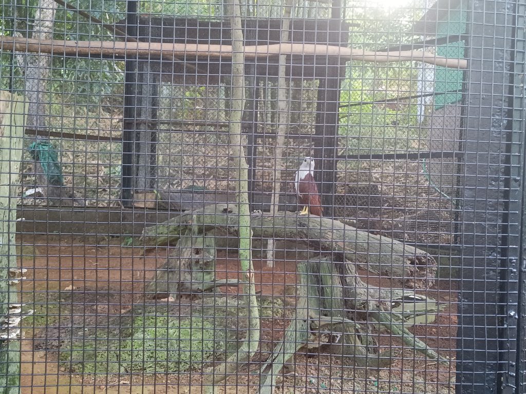 Brahminy Kite at Pilikula Zoo