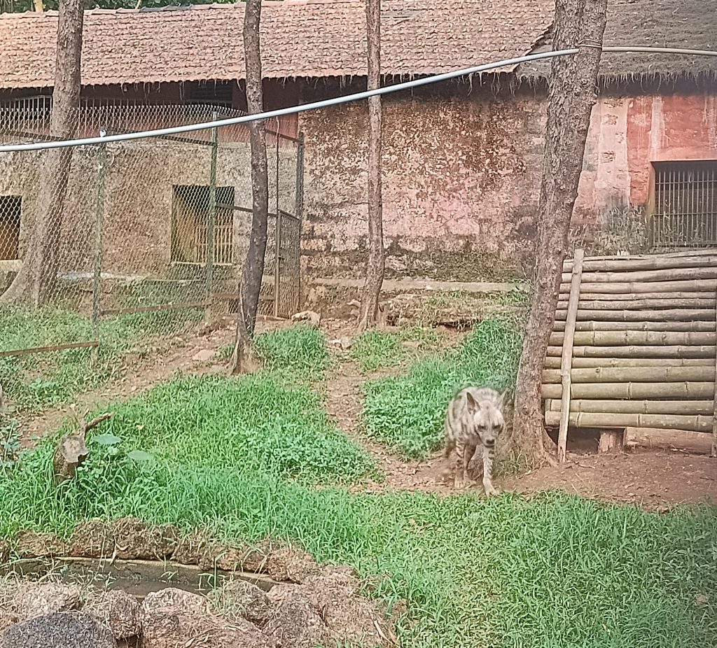 Indian Jackal at Pilikula Biological Park