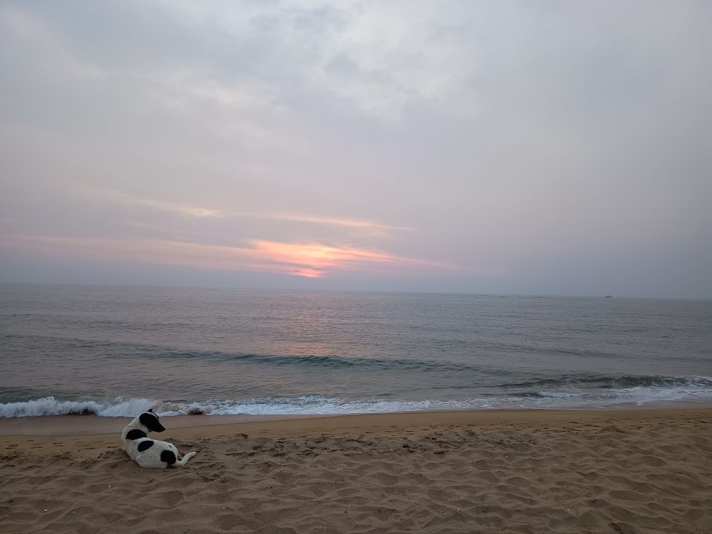 ullal beach sunset view with a stray dog sitting in the sand