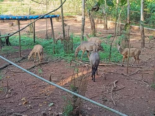 Animals inside enclosure Pilikula Zoo 