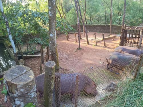 Hippopotamus Pilikula Zoo