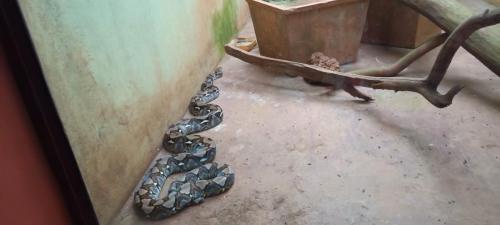 Indian Rock Python Pilikula Zoo