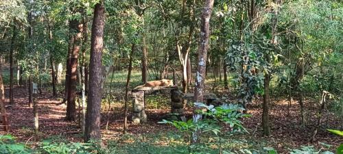 Lioness Pilikula zoo