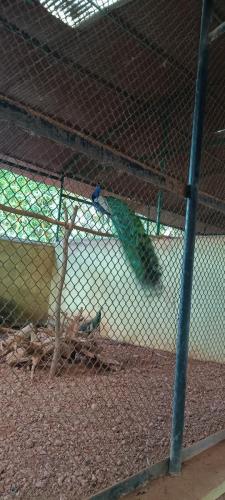 Peacock Pilikula Biological Park