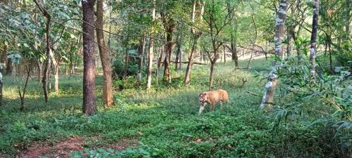 Royal Bengal Tiger Pilikula Zoo