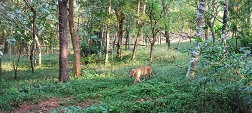 Royal Bengal Tiger Pilikula Zoo2